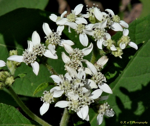 {Verbesina virginica}